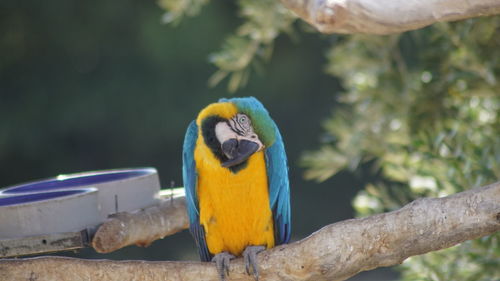 Close-up of parrot perching on branch