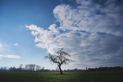 Scenic view of a tree in a field with cloudy sky
