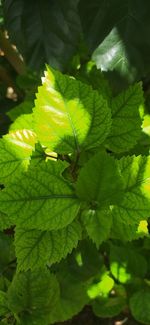 Close-up of green leaves on plant