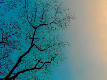 Low angle view of bare tree against blue sky