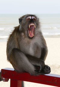 Portrait of monkey yawning