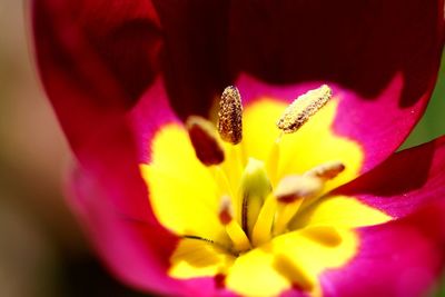Close-up of pink flower