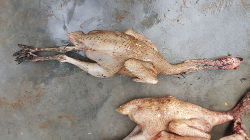 High angle view of lizard lying down