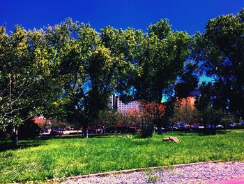 Trees on field against clear blue sky