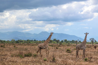 Wild african giraffes in mikumi national park in tanzania in africa on safari