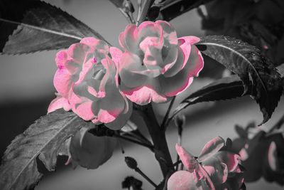 Close-up of pink flowering plant