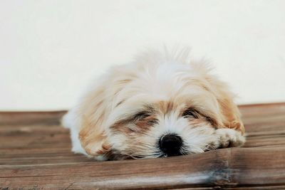 Close-up portrait of dog at home