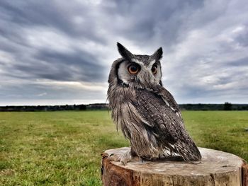 Portrait of owl on field against sky