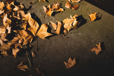 High angle view of dry maple leaves on field