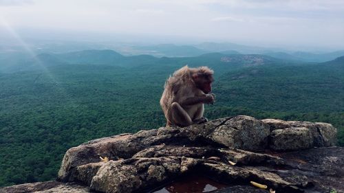 Monkey sitting on rock