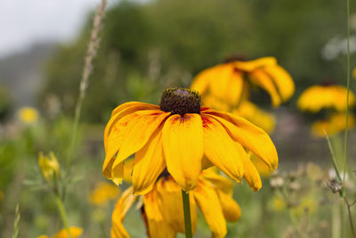 Close-up of yellow daisy flower