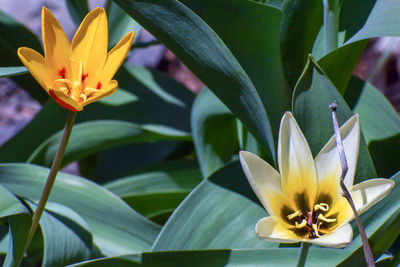 Close-up of yellow flower