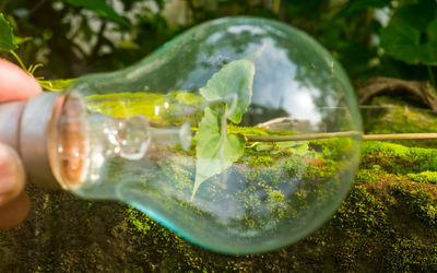 Close-up of hand holding glass with reflection of plants