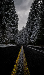 Surface level of empty road along trees