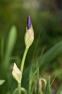 Close-up of purple flower buds