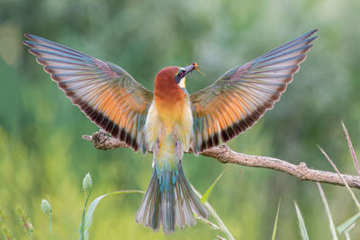 European bee-eater in flight, merops apiaster, italy