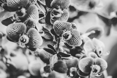 Close-up of butterflies
