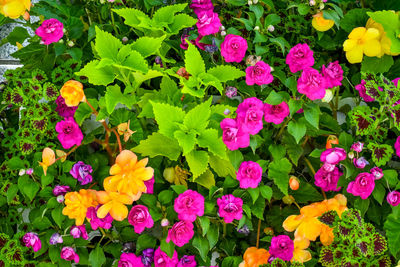 High angle view of pink flowering plants