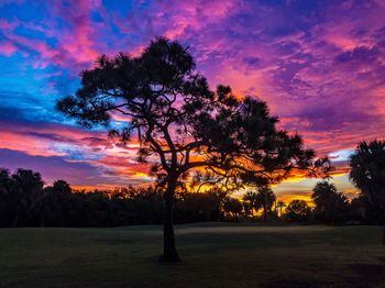 Silhouette tree on field against sky at sunset