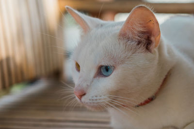 Close-up portrait of cat at home