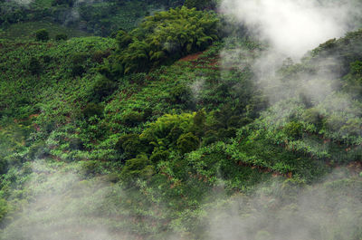 Scenic view of forest