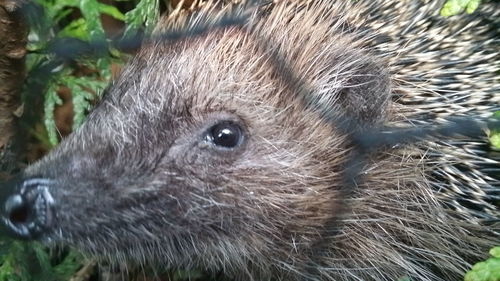 Close-up of an animal