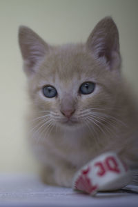 Close-up portrait of cat