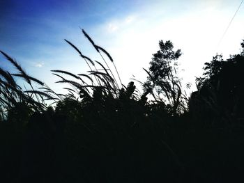 Close-up of silhouette plants against sky