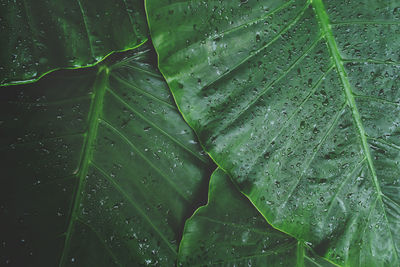 Tropical green leaves of elephant ear plant with raindrops as natural pattern background