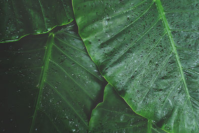 Full frame shot of wet leaves on rainy day