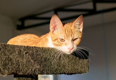 Close-up portrait of a cat