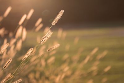 Close-up of plants growing on field