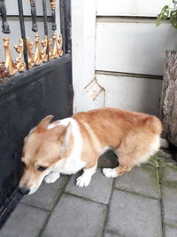 High angle view of a dog sleeping