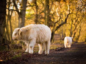 White bison against trees in forest