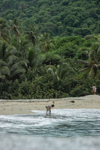 Man walking on beach