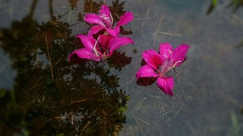 Close-up of pink flowers