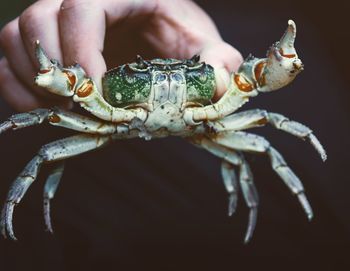 Close-up of person holding a crab