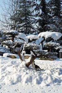 White trees on snow covered landscape