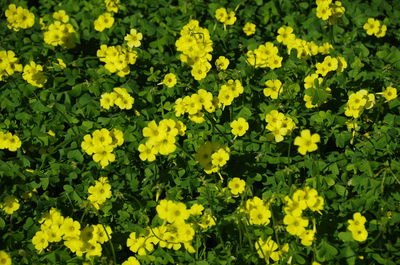 Close-up of yellow flowers blooming in field