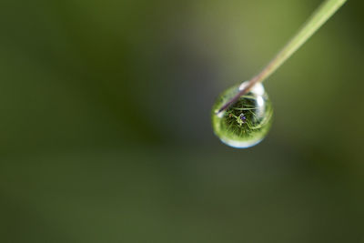 Close-up of fresh green plant