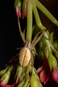 Close-up of insect on plant