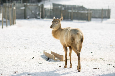 View of deer on snow covered land