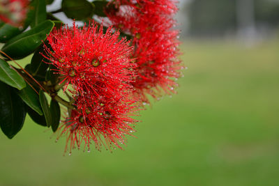 Close-up of red flowering plant