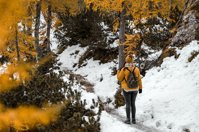 Rear view of young woman hiking on snowy path surrounded by yellow larch trees