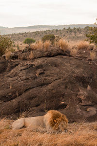 View of a cat on landscape