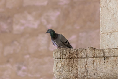 Bird perching on wall