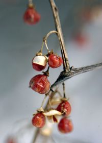 Close-up of red berries growing on plant