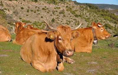 Cows in a field