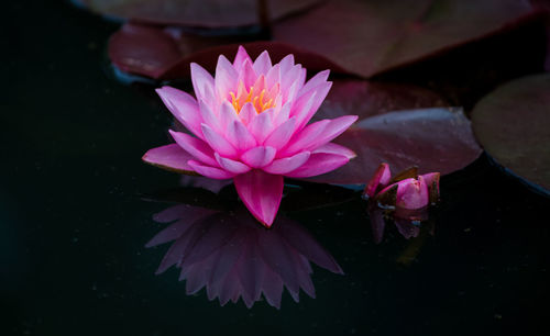 Close-up of pink water lily in pond