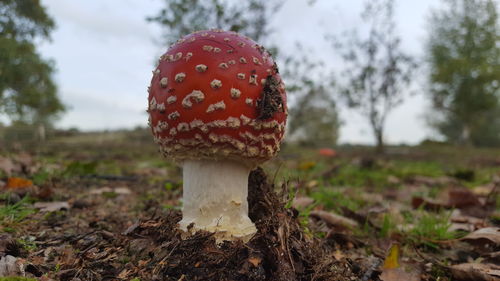 Close-up of fly agaric mushroom on field